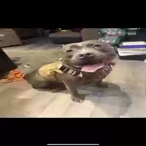 adoptable Dog in Toms River, NJ named Kash