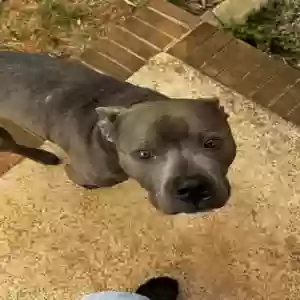 adoptable Dog in Reidsville, NC named Kujo