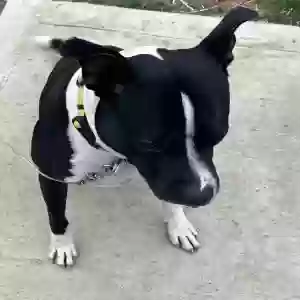 adoptable Dog in Indianapolis, IN named Deuce