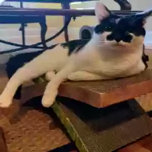 adoptable Cat in Loganville, GA named Ollie