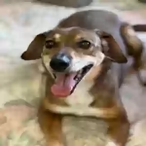 adoptable Dog in Napa, CA named Hannah