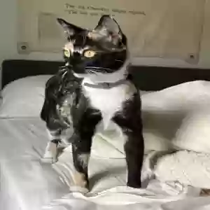adoptable Cat in Marietta, GA named Peach