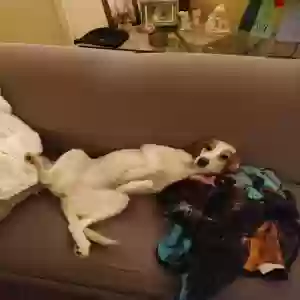 adoptable Dog in Cincinnati, OH named Blondie