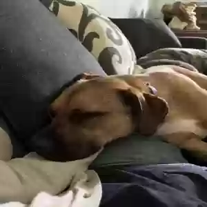 adoptable Dog in Woodway, TX named Sammy