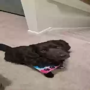 adoptable Dog in Four Oaks, NC named Fluffy