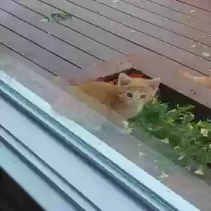 adoptable Cat in Mcdonough, GA named Unknown