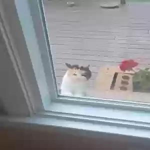 adoptable Cat in Mcdonough, GA named Unknown