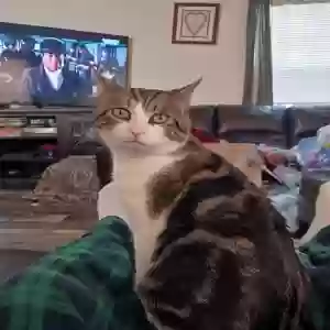 adoptable Cat in Macomb, MI named Hades
