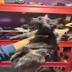adoptable Cat in Dallas, GA named Nugget
