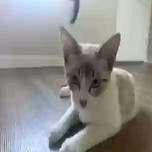adoptable Cat in Huntington Beach, CA named Ody