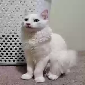 adoptable Cat in Torrance, CA named Unknown
