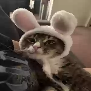 adoptable Cat in Palmdale, CA named Loki