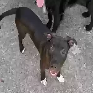 adoptable Dog in Augusta, GA named Jelly Bean