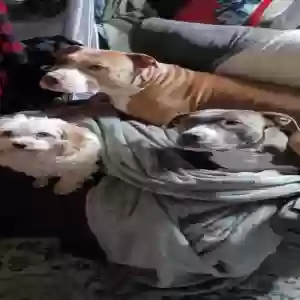 adoptable Dog in Breinigsville, PA named Astrid (bluishgrey n  white bully)
