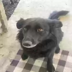 adoptable Dog in Houston, TX named Midnight