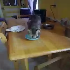 adoptable Cat in Eureka, KS named Baby