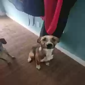 adoptable Dog in Lead Hill, AR named Rein
