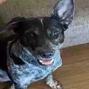adoptable Dog in Lead Hill, AR named Nola
