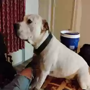 adoptable Dog in Adairsville, GA named Spike