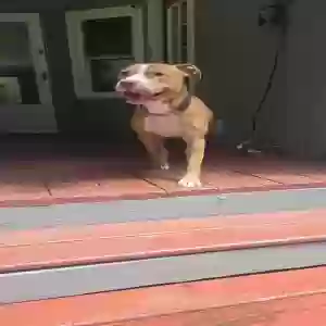 adoptable Dog in Acworth, GA named Boots