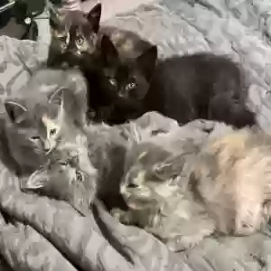 adoptable Cat in Braselton, GA named Kittens