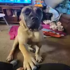 adoptable Dog in Ypsilanti, MI named Bella