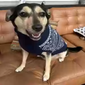 adoptable Dog in Prescott, AZ named Belle