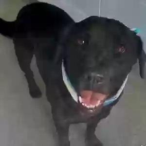 adoptable Dog in Hollywood, FL named Midnight