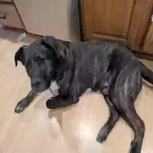 adoptable Dog in Cincinnati, OH named Bruce