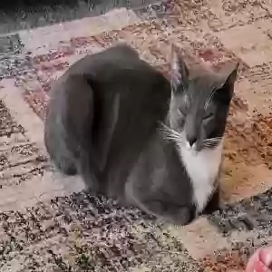 adoptable Cat in Modesto, CA named Earnie