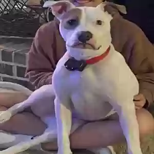 adoptable Dog in Winder, GA named Bentley