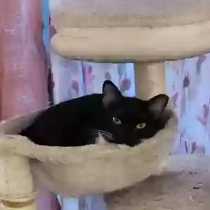 adoptable Cat in Modesto, CA named Emma