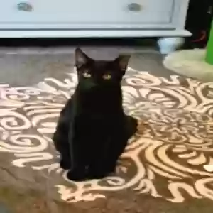 adoptable Cat in Modesto, CA named Eli