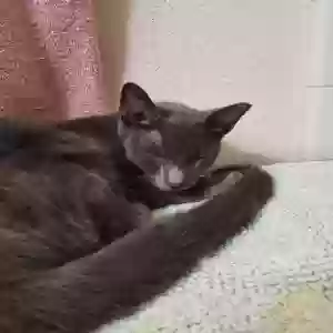 adoptable Cat in Modesto, CA named Esmerelda