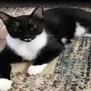 adoptable Cat in Modesto, CA named Emil