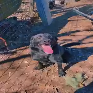 adoptable Dog in Cookeville, TN named Loki