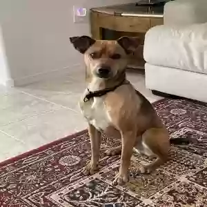 adoptable Dog in San Tan Valley, AZ named Husker