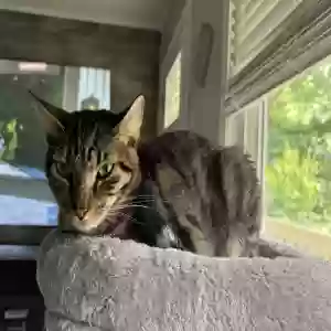 adoptable Cat in Cleveland, GA named Pollywog