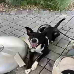 adoptable Dog in Sharpsburg, GA named Indie