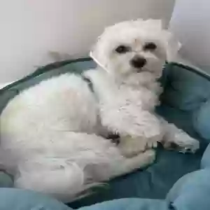 /images/pets/original/2185582_actual_three.jpeg