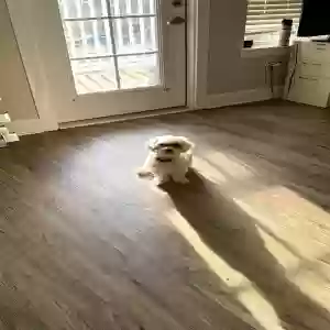 /images/pets/original/2185582_actual_two.jpeg