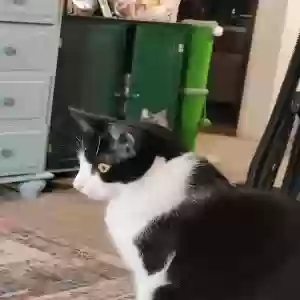 adoptable Cat in Modesto, CA named Ellie