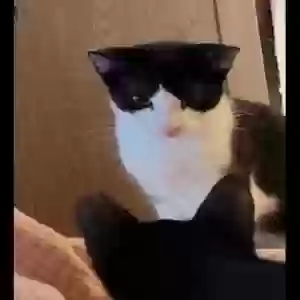 /images/pets/original/2185583_actual_three.gif