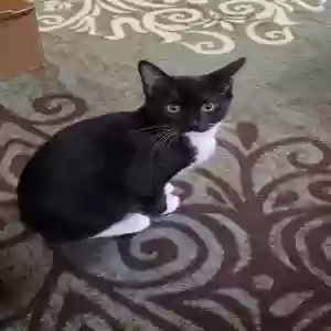 adoptable Cat in Modesto, CA named Emily