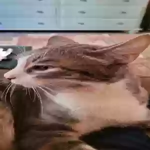 adoptable Cat in Modesto, CA named Elliot