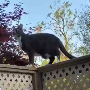adoptable Cat in Modesto, CA named Elanore