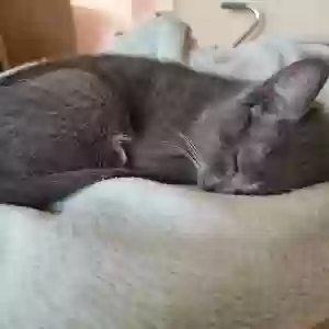 /images/pets/original/2185587_actual_three.webp