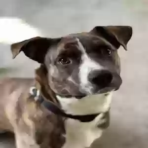 adoptable Dog in Jackson, MS named Hank