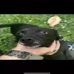 adoptable Dog in Northport, AL named Russell