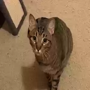 adoptable Cat in Spring, TX named Silver